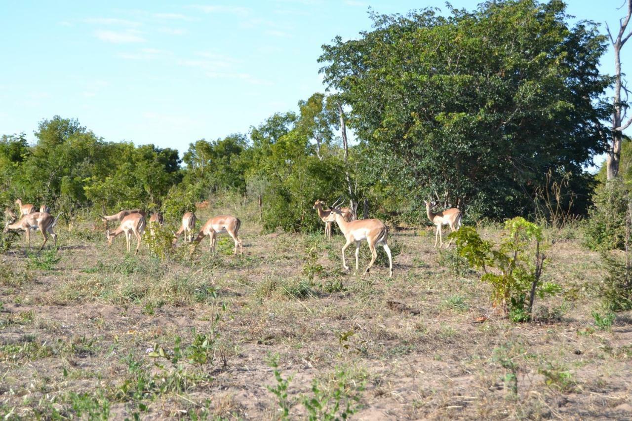 Chobe Sunset Chalets Lesoma Bagian luar foto