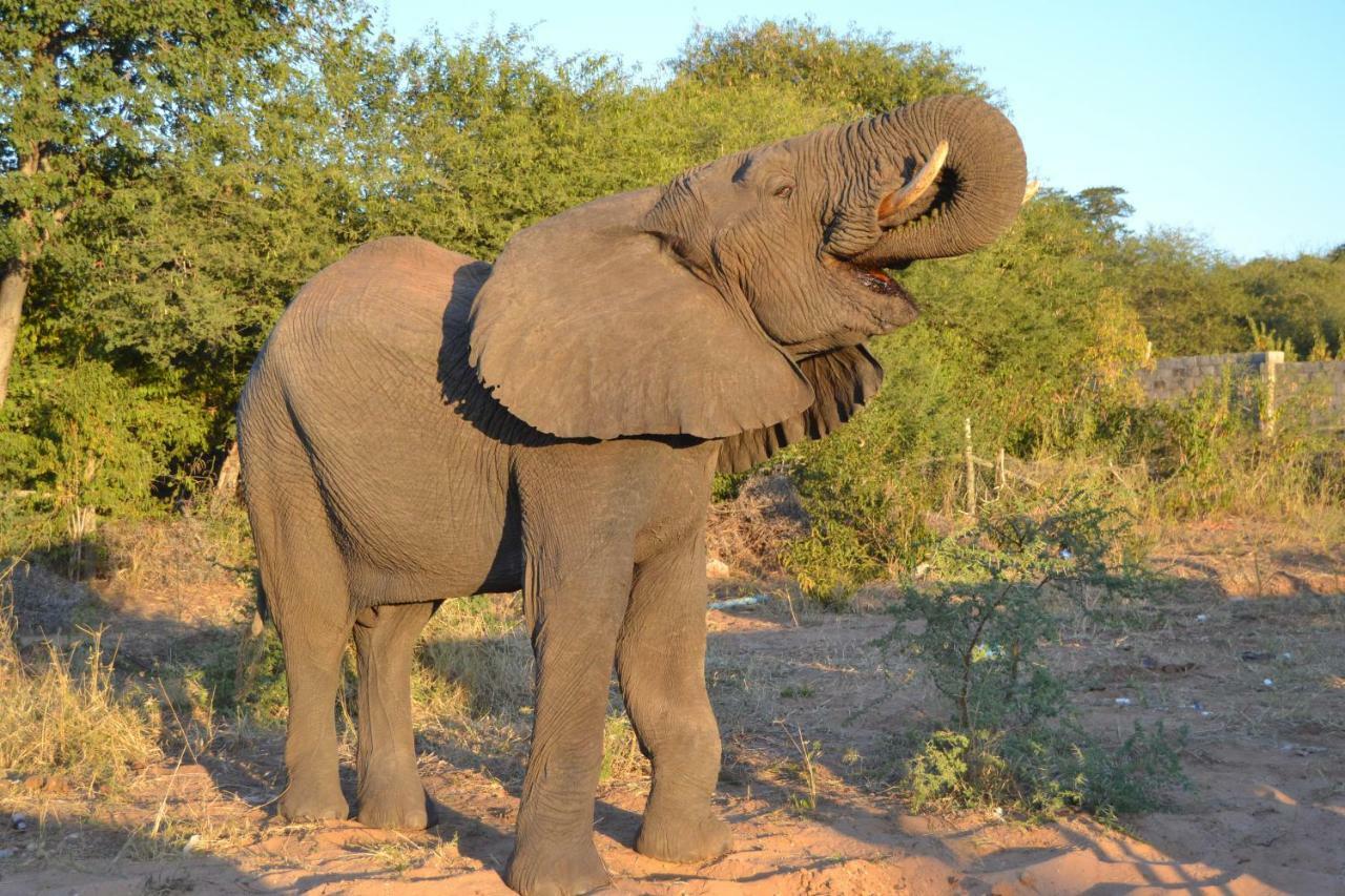 Chobe Sunset Chalets Lesoma Bagian luar foto