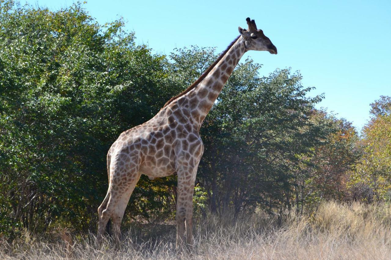 Chobe Sunset Chalets Lesoma Bagian luar foto