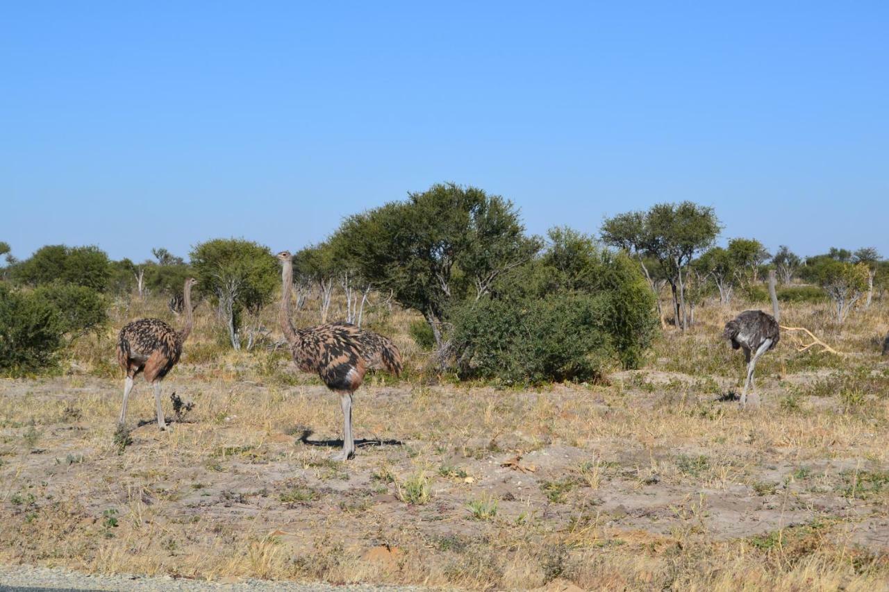 Chobe Sunset Chalets Lesoma Bagian luar foto