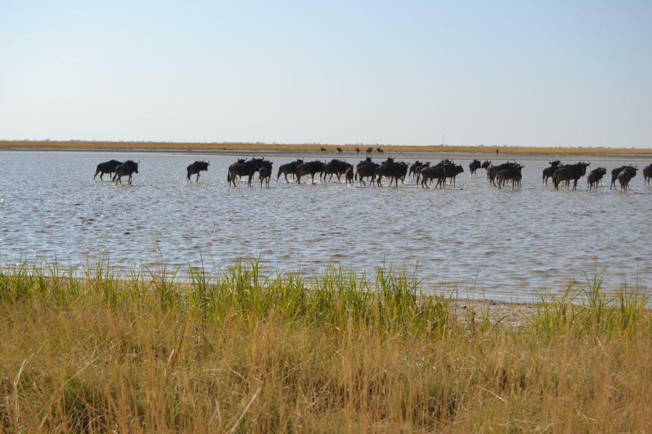 Chobe Sunset Chalets Lesoma Bagian luar foto